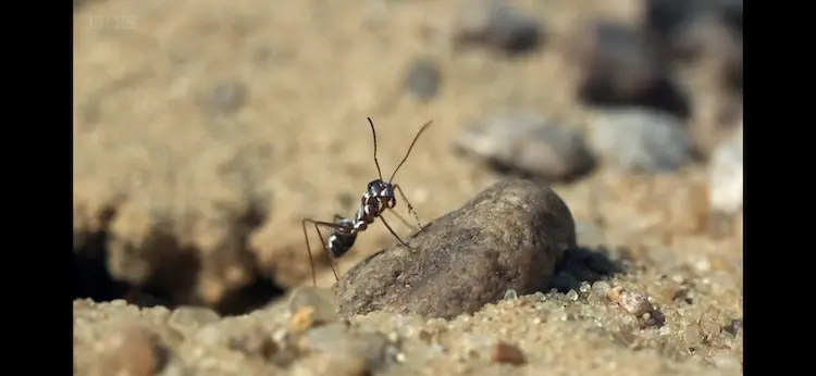 Saharan silver ant (Cataglyphis bombycina) as shown in Africa - Sahara